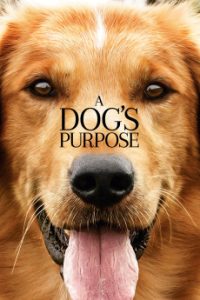 Download A Dog’s Purpose (2017) {English} WebRip 720p [731MB] || 1080p [1.5GB]